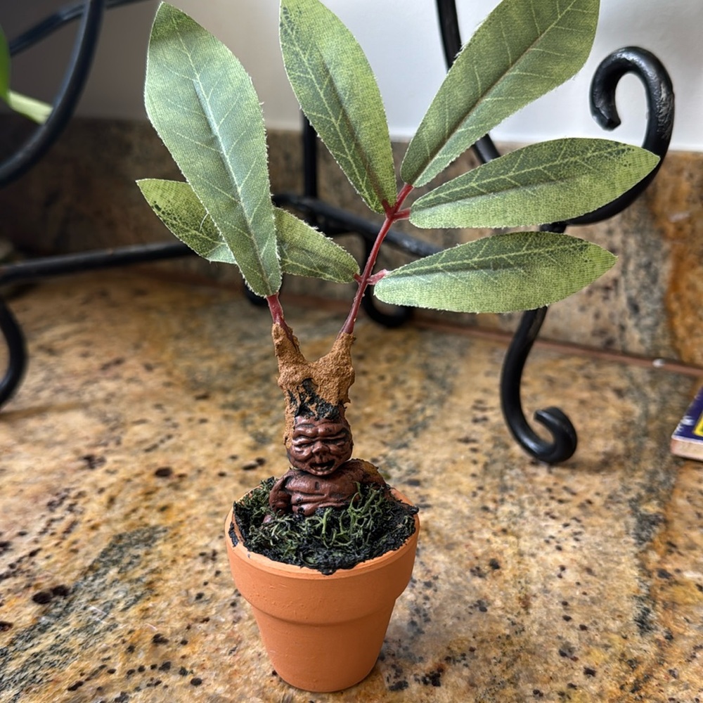 Mandrake Root